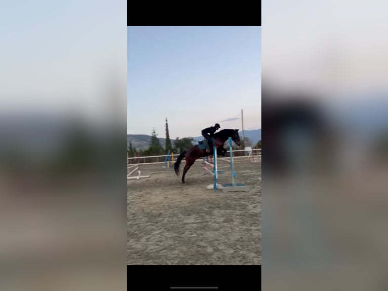 Dänisches Warmblut Wallach 12 Jahre 163 cm Dunkelbrauner in limassol