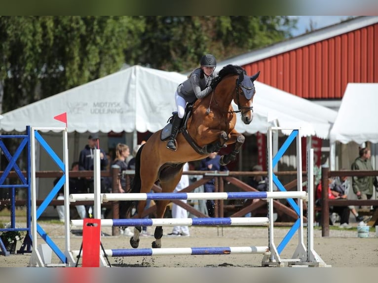 Dänisches Warmblut Wallach 12 Jahre 167 cm Rotbrauner in Ølgod