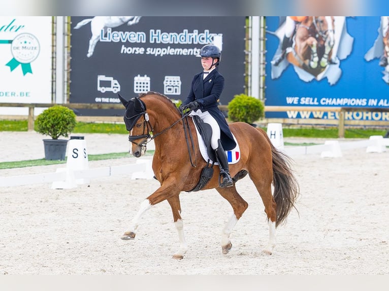 Dänisches Warmblut Wallach 12 Jahre 170 cm Dunkelfuchs in Lyon