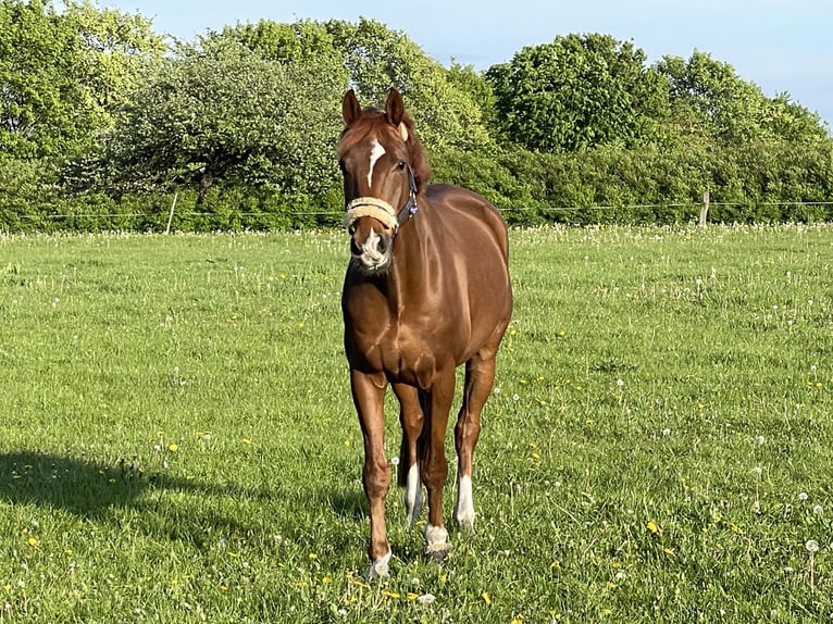 Dänisches Warmblut Wallach 12 Jahre 170 cm Fuchs in Haselund