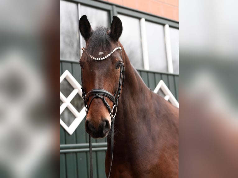 Dänisches Warmblut Wallach 12 Jahre 178 cm Brauner in Hattstedt