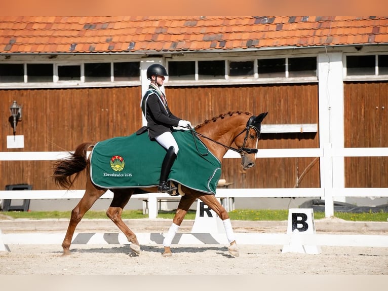 Dänisches Warmblut Wallach 13 Jahre 170 cm Fuchs in Zabierz&#xF3;w