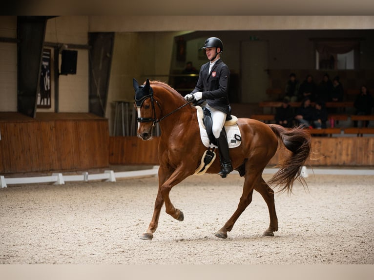 Dänisches Warmblut Wallach 13 Jahre 170 cm Fuchs in Zabierz&#xF3;w