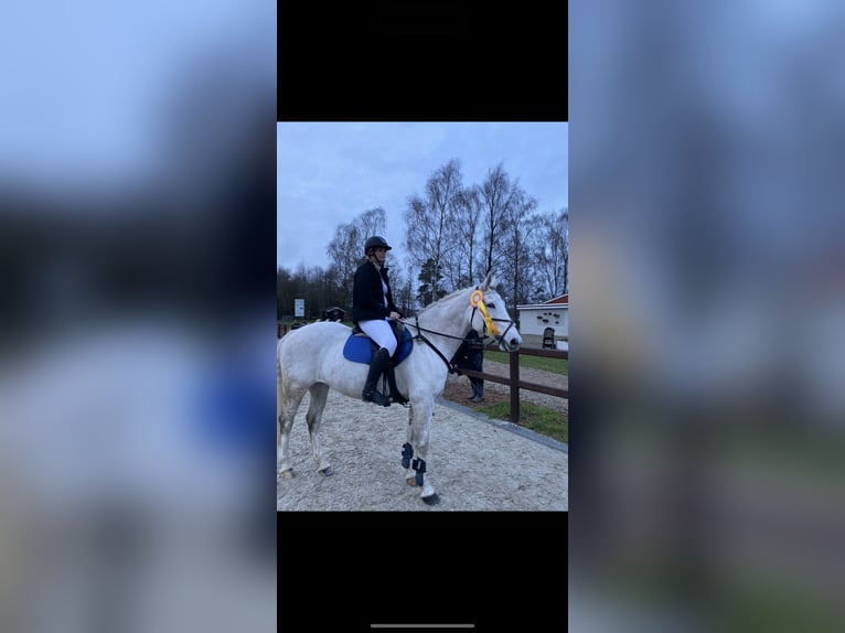 Dänisches Warmblut Wallach 13 Jahre 173 cm White in Aalborg