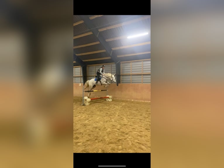 Dänisches Warmblut Wallach 13 Jahre 173 cm White in Aalborg