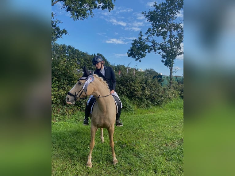 Dänisches Warmblut Wallach 14 Jahre 150 cm Palomino in SirksfeldeLabenz