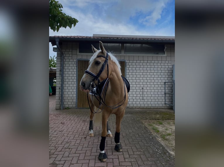 Dänisches Warmblut Wallach 14 Jahre 150 cm Palomino in SirksfeldeLabenz