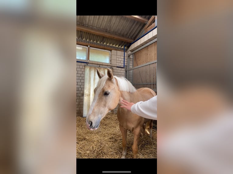 Dänisches Warmblut Wallach 14 Jahre 150 cm Palomino in SirksfeldeLabenz