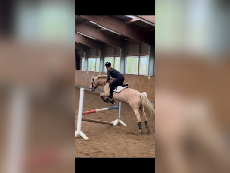 Dänisches Warmblut Wallach 14 Jahre 150 cm Palomino in SirksfeldeLabenz