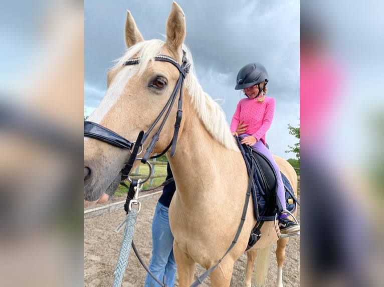 Dänisches Warmblut Wallach 14 Jahre 150 cm Palomino in SirksfeldeLabenz