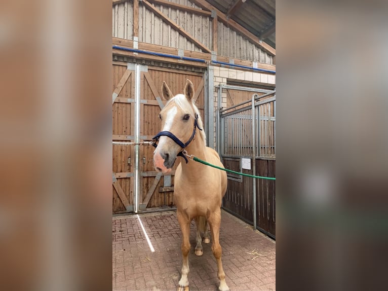 Dänisches Warmblut Wallach 14 Jahre 150 cm Palomino in SirksfeldeLabenz