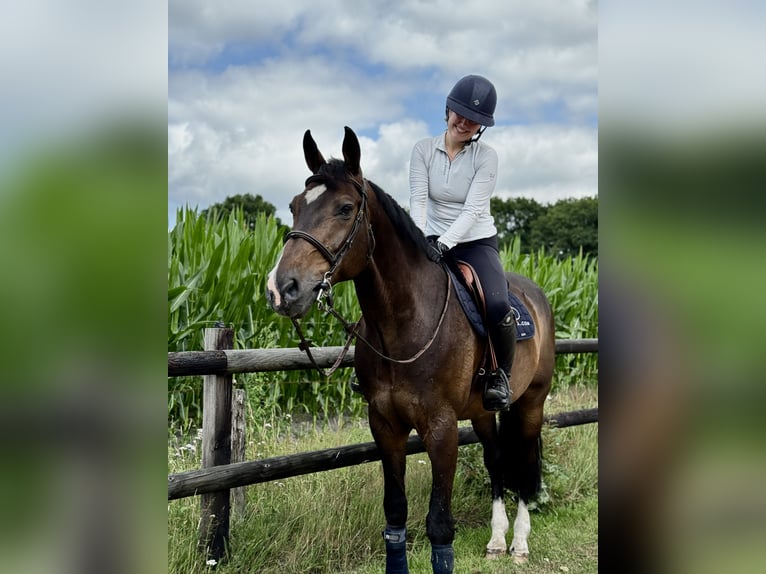 Dänisches Warmblut Wallach 14 Jahre 165 cm Dunkelbrauner in Bodegraven