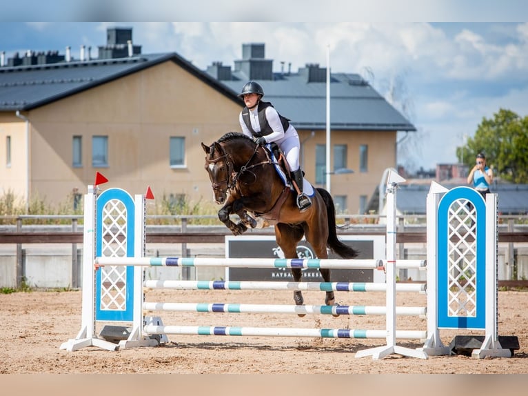 Dänisches Warmblut Wallach 14 Jahre 165 cm Dunkelbrauner in Bodegraven