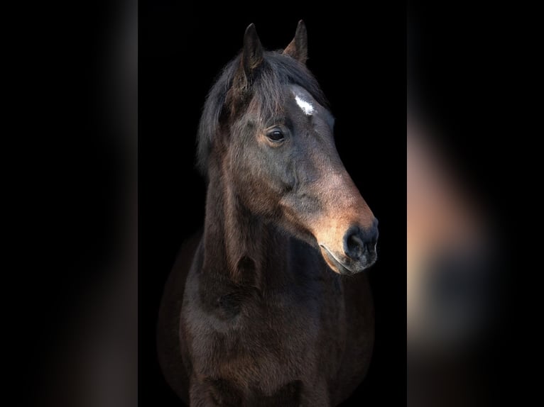 Dänisches Warmblut Wallach 14 Jahre 168 cm Dunkelbrauner in Panker