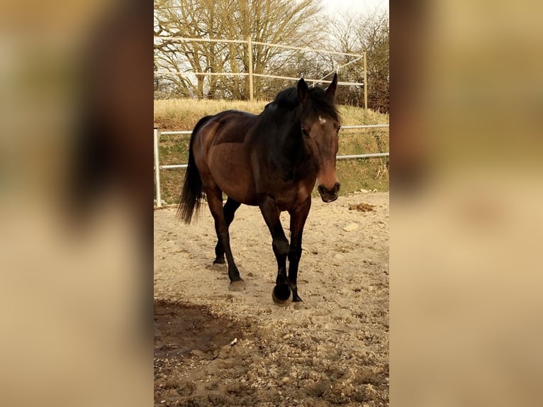 Dänisches Warmblut Wallach 14 Jahre 168 cm Dunkelbrauner in Panker
