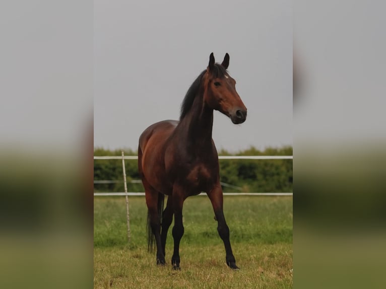 Dänisches Warmblut Wallach 14 Jahre 168 cm Dunkelbrauner in Panker