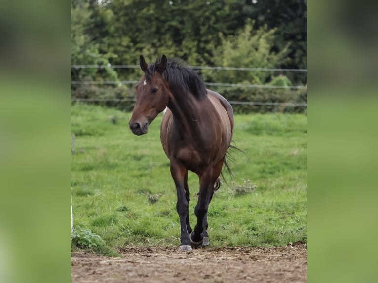 Dänisches Warmblut Wallach 14 Jahre 168 cm Dunkelbrauner in Panker