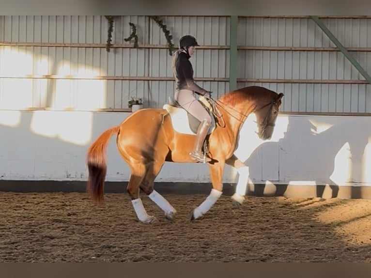 Dänisches Warmblut Wallach 14 Jahre 172 cm Dunkelfuchs in Helsinki