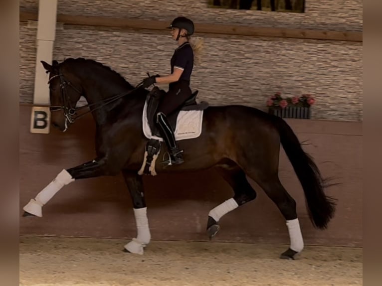Dänisches Warmblut Wallach 14 Jahre 179 cm Dunkelbrauner in Wehringen
