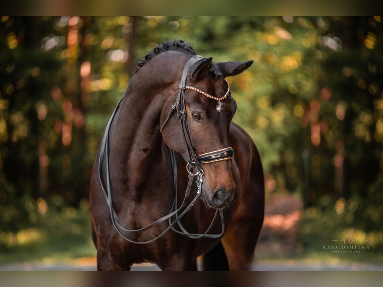 Dänisches Warmblut Wallach 14 Jahre 179 cm Dunkelbrauner in Wehringen