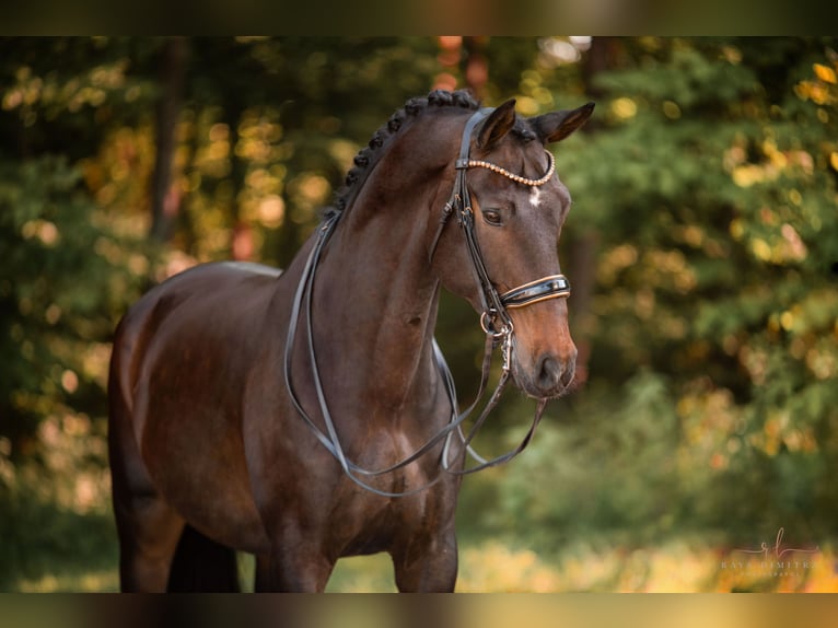 Dänisches Warmblut Wallach 14 Jahre 179 cm Dunkelbrauner in Wehringen