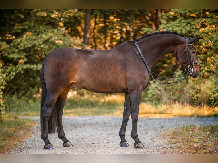 Dänisches Warmblut Wallach 14 Jahre 179 cm Dunkelbrauner in Wehringen