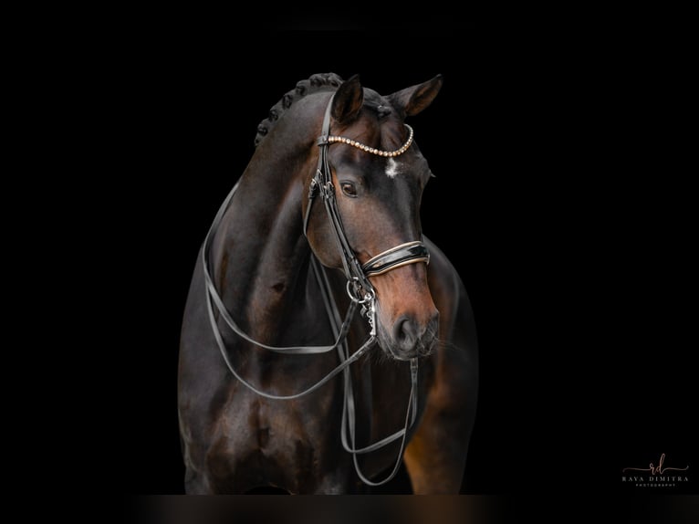 Dänisches Warmblut Wallach 14 Jahre 179 cm Dunkelbrauner in Wehringen