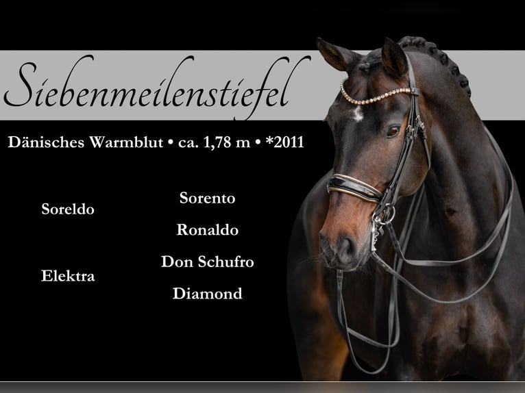 Dänisches Warmblut Wallach 14 Jahre 179 cm Dunkelbrauner in Wehringen