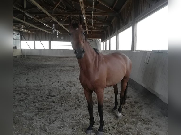 Dänisches Warmblut Wallach 15 Jahre 165 cm Brauner in Görwihl