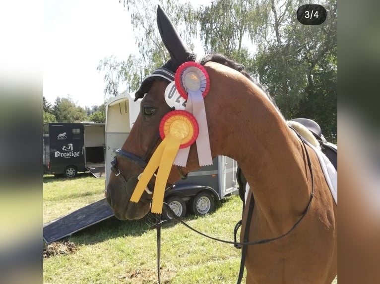 Dänisches Warmblut Wallach 15 Jahre 165 cm Brauner in Görwihl