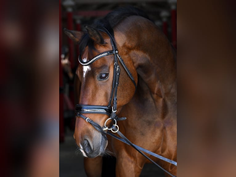 Dänisches Warmblut Wallach 15 Jahre 170 cm Brauner in Dielsdorf