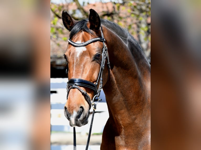 Dänisches Warmblut Wallach 15 Jahre 170 cm Brauner in Dielsdorf