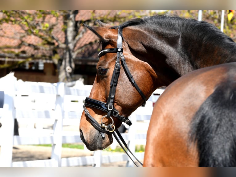 Dänisches Warmblut Wallach 15 Jahre 170 cm Brauner in Dielsdorf