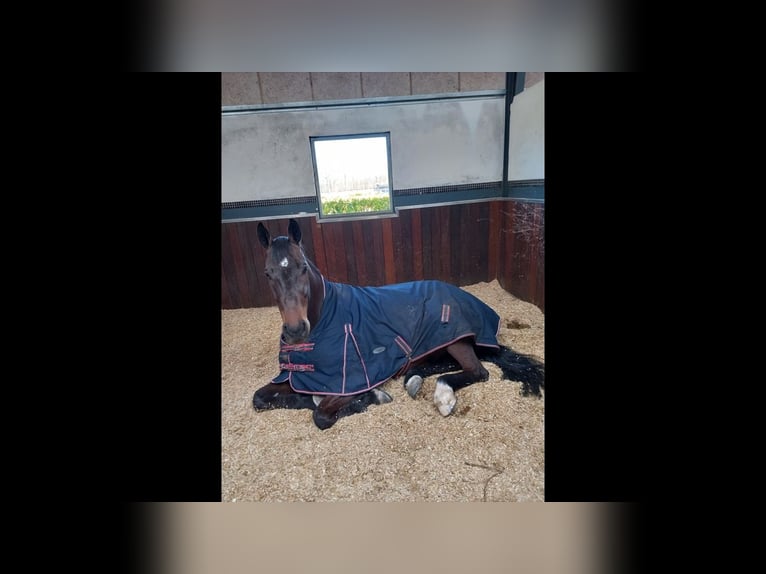 Dänisches Warmblut Wallach 15 Jahre 174 cm Brauner in Greve