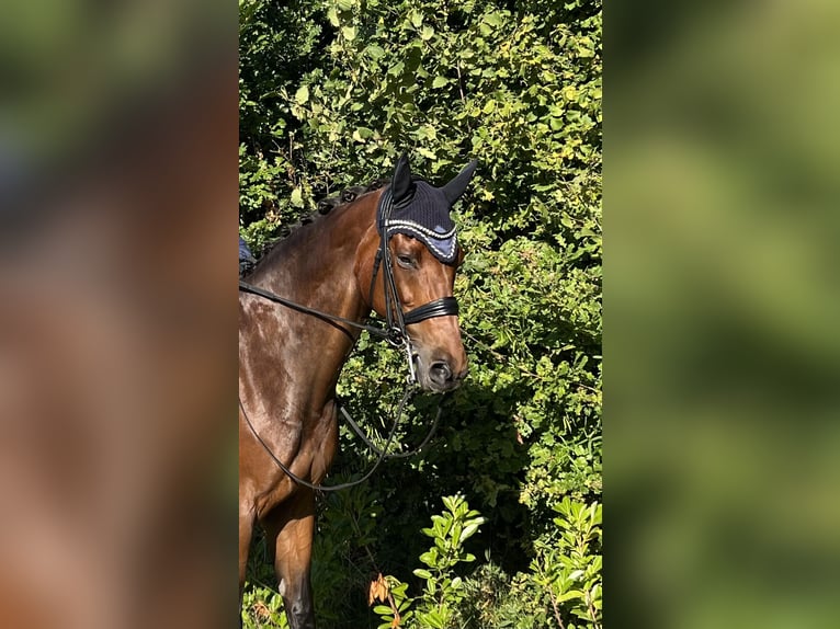 Dänisches Warmblut Wallach 16 Jahre 165 cm Rotbrauner in Odense V