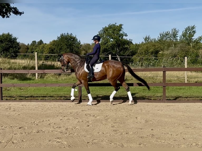 Dänisches Warmblut Wallach 16 Jahre 165 cm Rotbrauner in Odense V