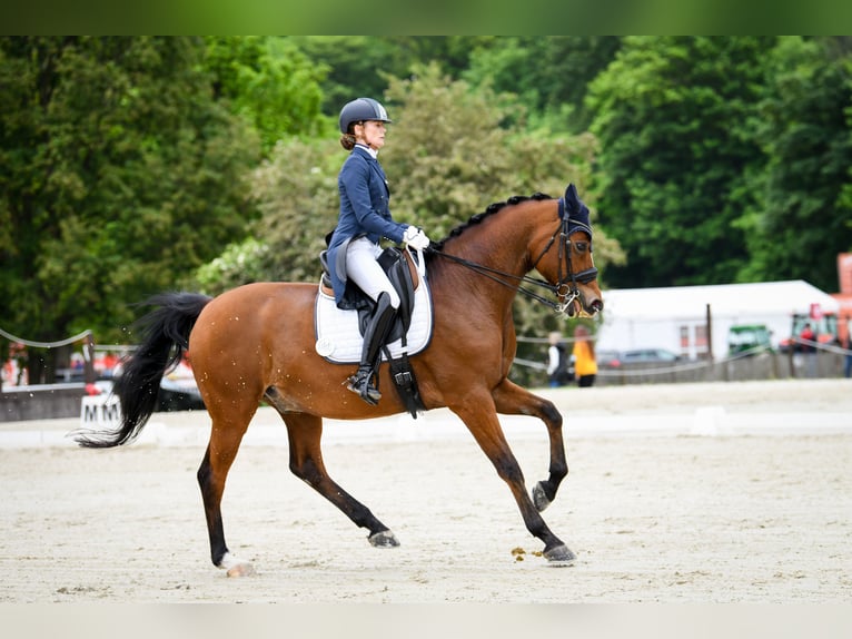 Dänisches Warmblut Wallach 16 Jahre 167 cm Brauner in Malczów