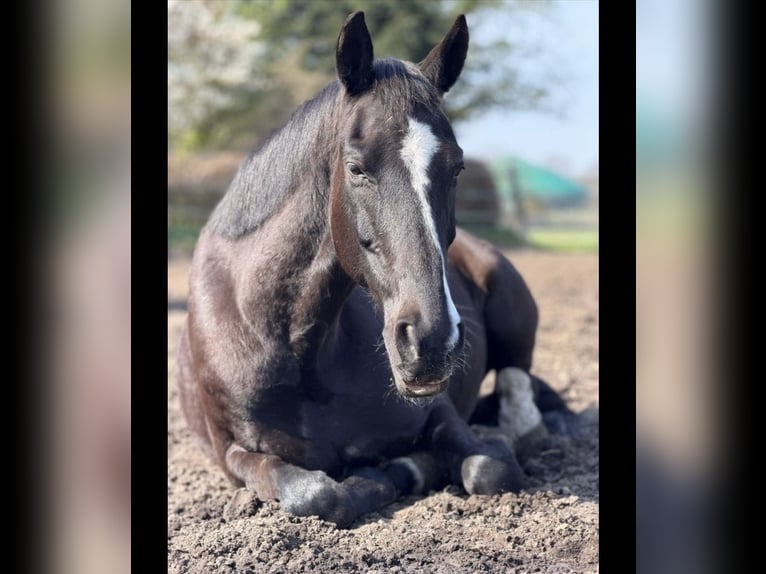 Dänisches Warmblut Wallach 16 Jahre 167 cm Rappe in Oldenburg