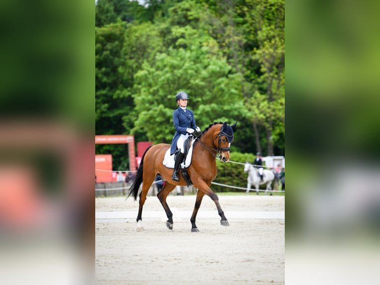 Dänisches Warmblut Wallach 17 Jahre 167 cm Brauner in Malczów