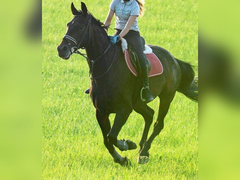 Dänisches Warmblut Wallach 17 Jahre 167 cm Dunkelbrauner in Benken SG