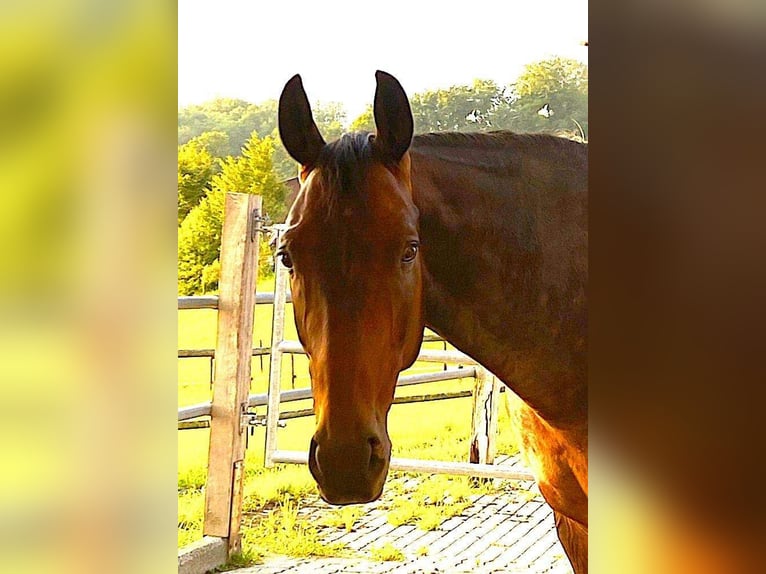 Dänisches Warmblut Wallach 17 Jahre 167 cm Dunkelbrauner in Benken SG