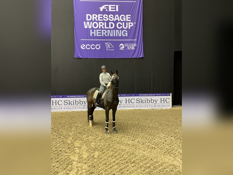 Dänisches Warmblut Wallach 17 Jahre 168 cm Brauner in Viborg