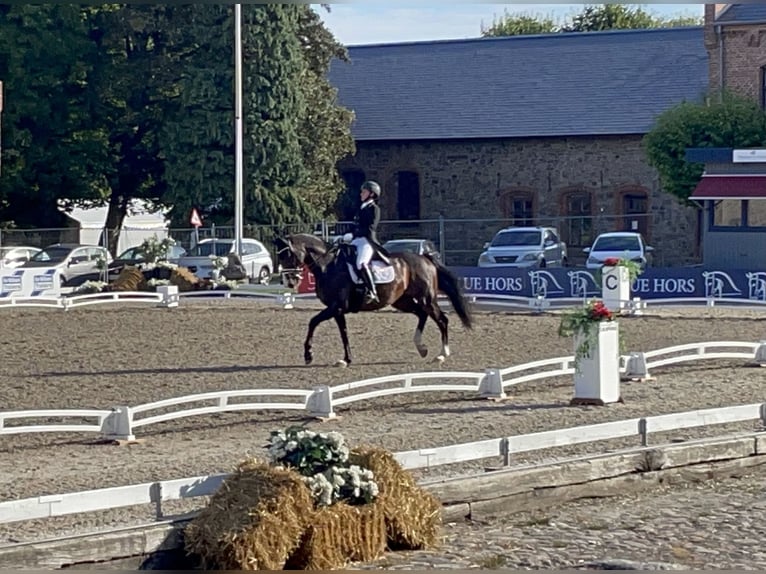 Dänisches Warmblut Wallach 17 Jahre 168 cm Brauner in Viborg