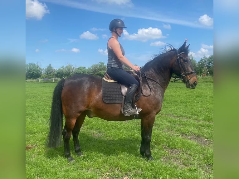 Dänisches Warmblut Wallach 18 Jahre 154 cm Brauner in Süderlügum