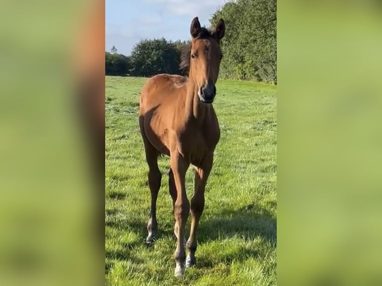 Dänisches Warmblut Wallach 1 Jahr 168 cm Brauner in Bredebro