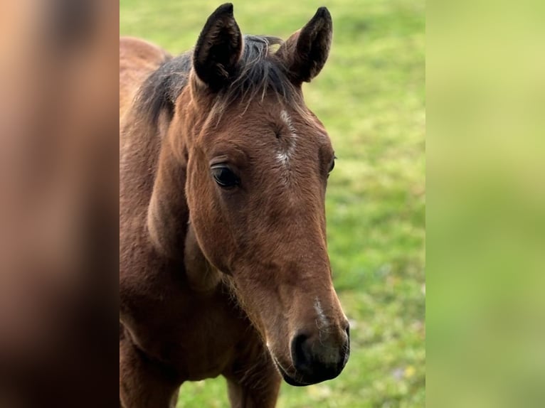 Dänisches Warmblut Wallach 1 Jahr 168 cm Brauner in Bredebro