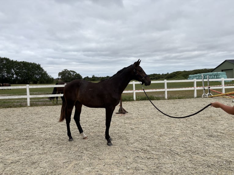Dänisches Warmblut Wallach 1 Jahr 170 cm Dunkelbrauner in Aabenraa