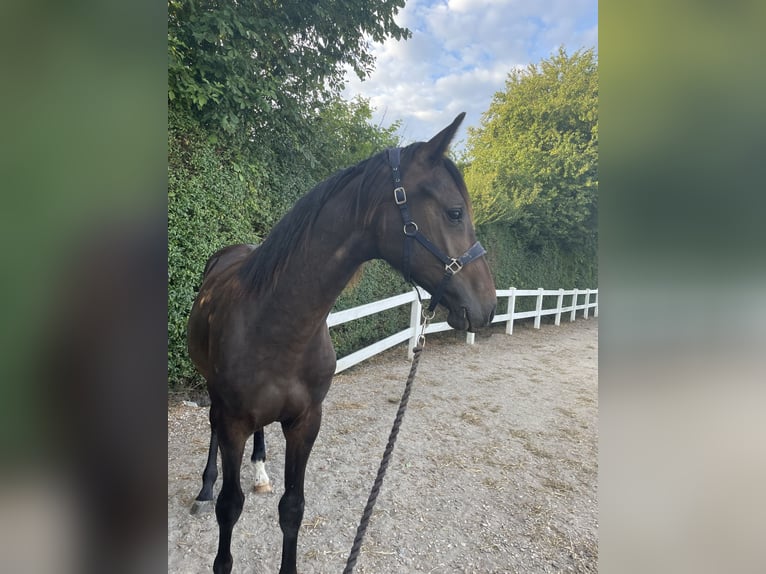 Dänisches Warmblut Wallach 1 Jahr 170 cm Dunkelbrauner in Aabenraa