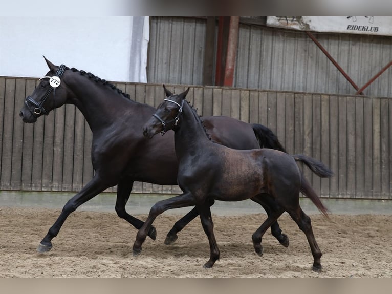 Dänisches Warmblut Wallach 1 Jahr 174 cm Rappe in Bindslev