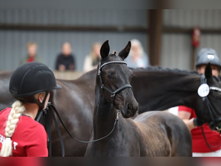 Dänisches Warmblut Wallach 1 Jahr 174 cm Rappe in Bindslev